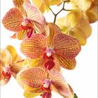 Kalenderblatt mit November-Tagen; oben gelb-rote Orchideenblüten auf weißem Hintergrund.
