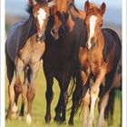 Kalender: November 2027. Drei Pferde auf einer Wiese.