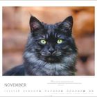November. "Katzen sind die rücksichtsvollsten und aufmerksamsten Gesellschafter, die man sich wünschen kann." Schwarze Katze.