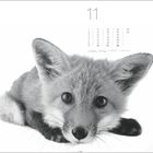 11. Kalender mit einem schwarz-weiß Bild eines liegenden Fuchsjungen.