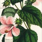 November 2027 Kalender. Illustration mit großen, grünen Blättern und rosa-weiß gesprenkelten Blüten.