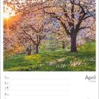 Text: April, 14. Woche, 5 Mo, 6 Di, 7 Mi, 8 Do, 9 Fr, 10 Sa, 11 So. Kalenderblatt mit blühenden Kirschbäumen im Sonnenuntergang.