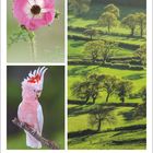 "Text: Oktober, 40. Woche. Links oben rosa Blume, darunter rosafarbener Kakadu. Rechts grüne Wiese mit Bäumen."