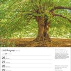 Juli/August Kalender mit Wochenübersicht. Mächtige alte Linde im Park des Château de la Rivière-Bourdet, Normandie.