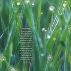 Text: "Regenlied" über grünem Gras mit Tropfen. Daten: 12-18 April. Beschreibung der Erneuerung durch Regen.