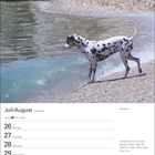 Kalender für Juli/August. Dalmatiner am Strand. Zitat von Roger Caras: "Hunde sind nicht unser ganzes Leben, [...]".