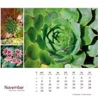 November-Kalender. Große grüne Sukkulente, oben links kleinere Sukkulente, darunter rosa Blüten.