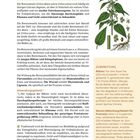 Brennnessel: Vielseitige Stoffwechselpflanze. Beschreibung ihrer Eigenschaften, Anwendungen und Zubereitungstipps. Zeichnung.