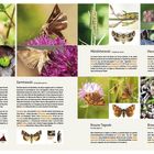 Achteule, Gammaeule, Mönchseule, Hausmutter, Braune Tageule, Braune Spätsommer-Bodeneule. Bilder von Motten und Raupen.