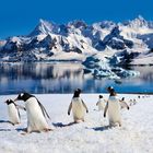 Auf einer schneebedeckten Fläche watscheln mehrere Pinguine. Im Hintergrund ist eine Bergkette und ruhiges, spiegelndes Wasser.