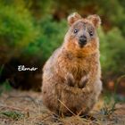 Der Schriftzug "Elmar". Ein fröhlich blickendes Quokka steht auf Stroh, umgeben von grünlicher Vegetation.