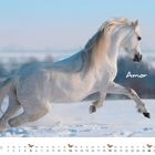 „Amor“ in geschwungener Schrift. Darunter ein weißes Pferd, das im Schnee galoppiert. Dezember-Kalender unten.