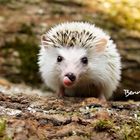 Text: "Benno". Ein kleiner Igel mit gesträubten Stacheln streckt seine Zunge heraus. Hintergrund: rustikale Baumrinde.