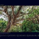 08 August. Ein großer, verzweigter Baum mit hängenden Luftwurzeln im dichten grünen Dschungel. Darunter ein Kalender.