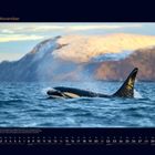 11 November. Naturbegeisterten wird empfohlen, die Orkas zu beobachten. Kalender mit einem Orca im Meer vor schneebedeckten Bergen.