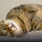 Kalender für November, Wochentage und Daten unten. Eine getigerte Katze liegt entspannt auf dem Rücken.