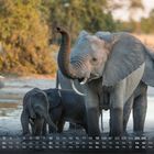 Kalender mit Elefantenmotiv. Unten sind die Wochentage und Daten, oben Elefanten in einem Wasserloch.