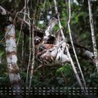 Kalender mit Novembertagen und Wochentagen unten. Ein Faultier hängt an einem Baum im dichten Wald.