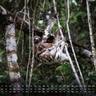 Kalenderdarstellung mit Datum und Wochentagen sowie der Zahl 11. Zwei Faultiere hängen an Ästen im Wald.