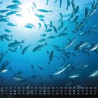 Unten Zahlen und Wochentage wie bei einem Kalender. Oben schwimmen viele Fische im blauen Wasser mit Sonnenstrahlen.