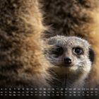 Kalender mit November-Daten: Tage 1-30. Ein Erdmännchen schaut nach oben, umgeben von verschwommenen Fellstrukturen.