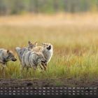 Kalender mit November-Daten am unteren Rand. Im Hintergrund eine Gruppe Wölfe im Grasland.