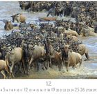 „Gnuherde im Fluss“ und darunter sind die Zahlen 1 bis 31. Viele Gnus überqueren einen Fluss.