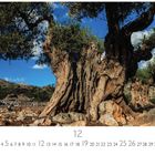 Uralter Olivenbaum. Kalenderseite für Dezember. Ein mächtiger Olivenbaum mit knorrigem Stamm, umgeben von einer steinigen Landschaft.
