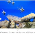 Text: "Korallenriff", "12", "CASARES EDITION". Fische schwimmen über einer bunten Unterwasserlandschaft mit Korallen.