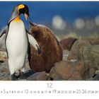 Zahlen 1 bis 31 unten, 12 in der Mitte. Ein erwachsener Pinguin mit einem flauschigen Küken auf steinigem Boden.
