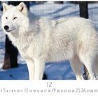 "12" und darunter eine Monatsübersicht. Ein weißer Wolf steht im Schnee, umgeben von Bäumen.