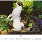 Zwei Katzen im Garten, eine stehend, Nummern 1-31 unten, Dezember, Casares Edition.