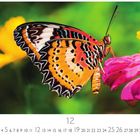 Unter den Zahlen 1-31 steht groß 12. Ein bunter Schmetterling sitzt auf einer rosa Blume.