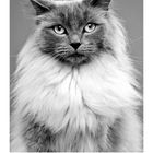 Kalenderblatt mit Monatstagen. Porträt einer Katze mit dichtem Fell und aufmerksamen Augen.