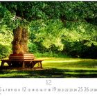 „12“ und „CASARES EDITION“ stehen unter einem großen Baum mit Bank im Sonnenlicht.