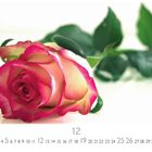 "12" oben und "Casares Edition" unten einem Kalender. Eine pink-weiße Rose liegt auf einer glänzenden Oberfläche.