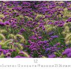 Unter den lilafarbenen Blüten steht "CASARES EDITION" und die Ziffern 1 bis 31, wobei der 12. hervorgehoben ist.