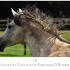 Text: Casares Edition, 12. 

Ein graues Pferd mit wehender Mähne auf einer grünen Weide, Zaun im Hintergrund.