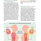 Warum nimmt der Bauchumfang im Alter zu? Unterschiedliche Körperzusammensetzung bei Frauen mit gleichem Gewicht. Illustration zeigt Muskeln und Fett.