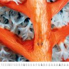 "12" unten links. Kalenderansicht Dezember. Orangefarbene Koralle mit kleinen schwarzen Augen.