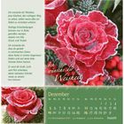Ein Gedicht, das Weisheit und Ruhe in Gottes Gegenwart wünscht. Großer Schriftzug "Ich wünsche dir Weisheit". Dezember-Kalender unten. Rote Rose mit Frost überzogen.