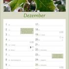 Dezember. Die Stechpalme kennen viele unter dem Namen Ilex. Bild: Rot-grüne Stechpalmenblätter mit Frost.