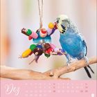 "Dez" und ein Kalender für Dezember. Ein blauer Wellensittich spielt mit buntem Holzspielzeug auf einem Ast.