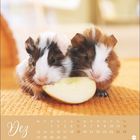 Kalender für "Dez" mit zwei Meerschweinchen, die an einem Apfel knabbern, auf einer orangen Unterlage.