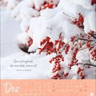 "Der ist beglückt, der sein darf, was er ist." - Friedrich von Hagedorn. Schneebedeckte Zweige mit roten Beeren. Kalender für Dezember.