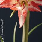 „Amaryllis 'Splash'“ steht links. Ein Dezemberkalender unten. Eine rot-weiße Amaryllisblüte dominiert das Bild.