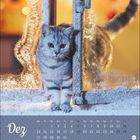 Kalender mit "Dez" und Datumsangaben. Eine graue Katze steht in einer teils vereisten Türöffnung.