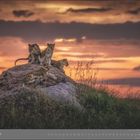 „12 | DEZEMBER“ unter einem Felsen mit vier Löwen bei Sonnenuntergang.
