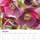 Kalenderseite für Dezember mit roten Blüten im Hintergrund. Feiertage: Nikolaus, Mariä Empfängnis, Weihnachten, Silvester.