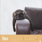 Text: "Dez, 1-31, Mo-So". Eine Katze liegt entspannt auf der Lehne eines braunen Sofas.